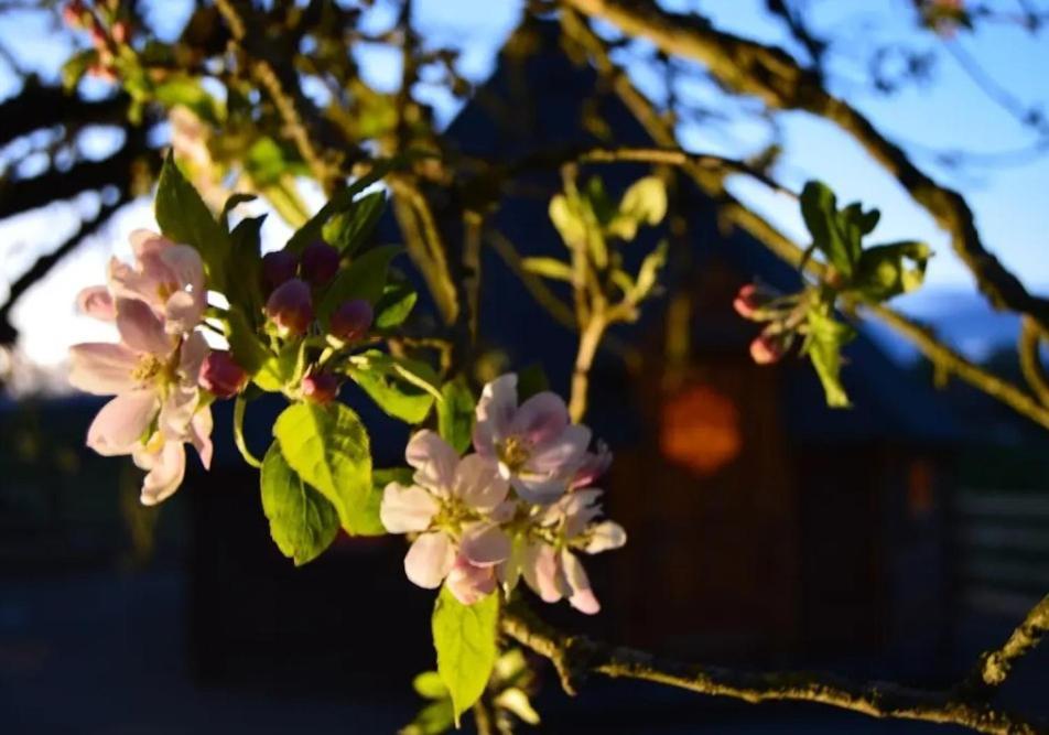 Apple Blossom Glamping 킬케니 외부 사진